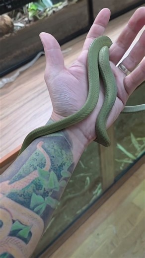 colour changing snake! #foryou #foryoupage #fypシ #fyp #snake #reptiles #pets #exotic #snakes #boiga