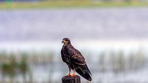 Everglade snail kite adapting to Florida's shrinking wetlands; can it survive herbicides?