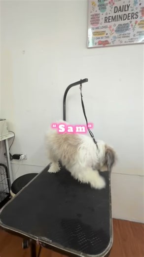 Book now for your furbabies relaxing grooming experience 🐶🐱 📍Shop located in Xevera Mabalcat 🏡 Homeservuce in Pampanga and Tarlac (except Xevera Mabalacat) ☎️ 09941875227 / 09568591918 📩 Message us for inquiries and packages Thank you for trusting Happy Paws Pet Grooming Services 🐶🐱✂️ #groomingsince2017 #happypawspetgroominghomeservice #shihtzu #furbabiesarefamily #Fyp | Happy Paws Pet Grooming Services