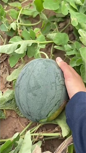 picking ripe watermelon 🍉 #fruit #watermelon #pickingfruit