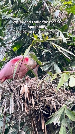 Thanks to you, we’ve made so many incredible impacts this year at our Zoo! We’ll be sharing 12 of the impactful moments – and we’re kicking off the celebration with one of the most treasured moments of the year: welcoming new babies! For our Zoo, there’s a special joy that comes with watching all the milestones these little ones reach during their first year with us. Enjoy this video highlighting some of those milestones – or read on to hear how each of this year’s babies are doing now: https://