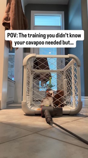 8.8K views | At Choice Paws, we don’t just play soundtracks — we...