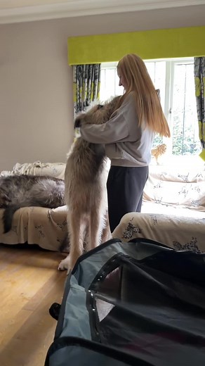 Irish Wolfhound: The Majestic Giant Breed of Dogs