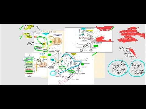 Lecture Video 8: Autonomic Nervous System (ANS)