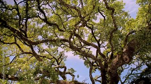 The lush crown of the tree, which consists of very long curved twigs, tangled branches, unusual tree, trees of Portugal