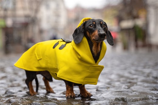 Submit your pet pic to FOX 2’s ‘Poocher-cast’