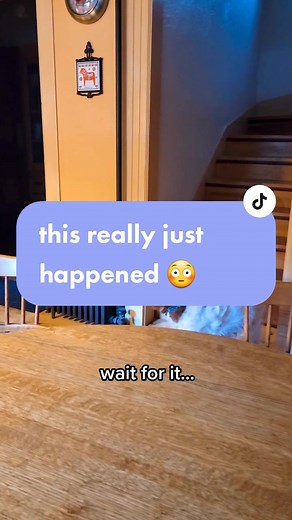 Dog Walking on Two Legs - Unbelievable Moment Caught on Camera!