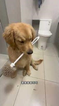 Midnight Magic Wand Mystery: Discover Its Hidden Power