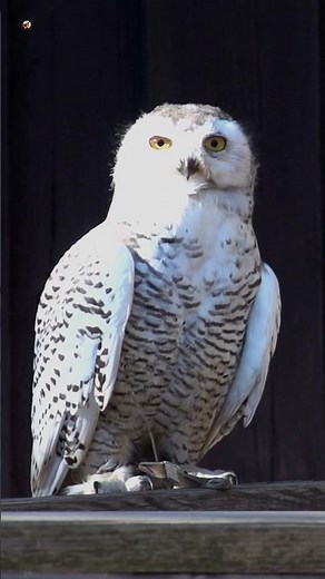 Snowy Owl Sounds