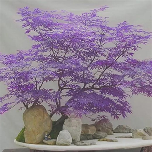 Ghost Purple Maple Tree – Rare Japanese Acer Plant Seeds - Etsy
