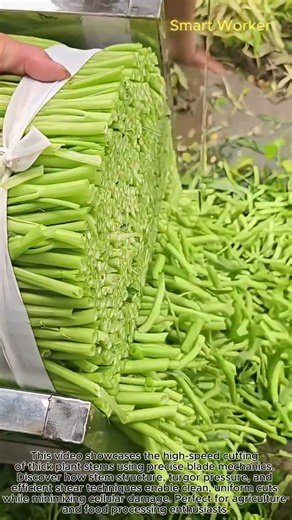 High-Speed Mechanical Shearing of Crisp Plant Stems #worker #process #mechanics#vegetable