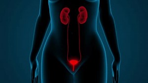 Female Urinary System Kidneys with Bladder Anatomy