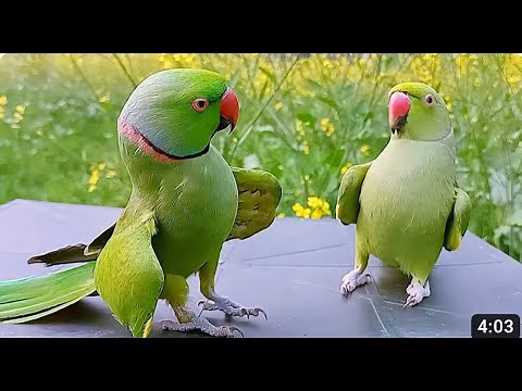 How can a parrot talk like a human?