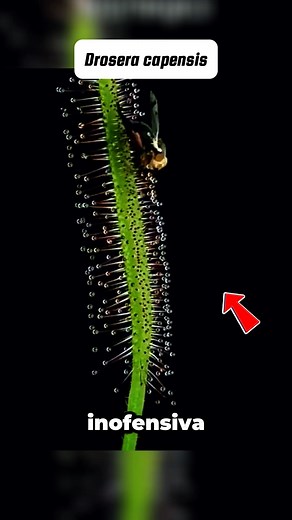 2.6M views · 82K reactions | Planta carnivora Drosera capensis #datoscuriosos #datosinteresantes #reelsviralシfb #biologia #ciencia | Mundo Científico | Facebook