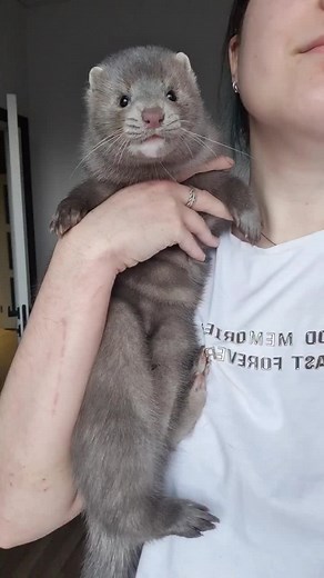 Mink Pet Care Guide: Tips for Keeping Mink as a Pet