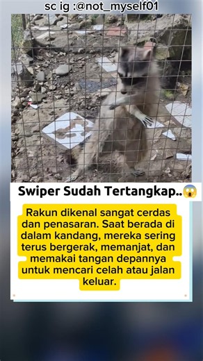 Rakun Ini Lagi Cari Jalan Kabur