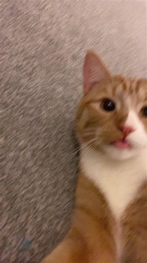 tomi the tabby 🦁 (@alienbiscuit)’s videos with