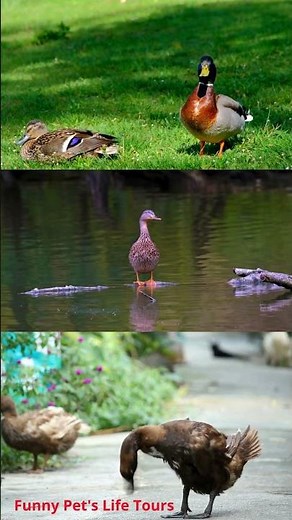 DUCK SOUNDS FOR KIDS - Quacking Sounds of Ducks, Duck Sound Effects and Calls - duck sound effect