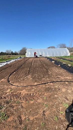 Planting Carrots: Tips for Successful Seed Germination