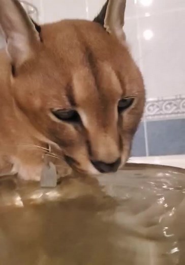 love_serval_caracal on TikTok