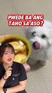 Pwede ba ang taho sa aso? #arahvirtucio #veterinarian #taho #philippines #dogs #askdocarah | Arah Virtucio