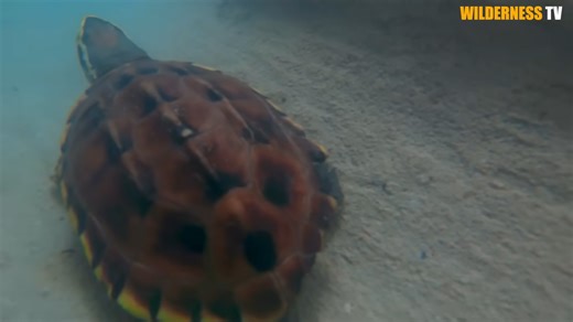 We found a turtle stranded in drying mud, and the build had to happen fast
