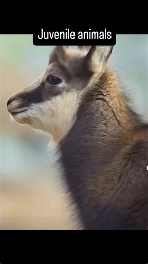 The wild Savior on Instagram: "Juvenile animals are not just smaller versions of adults. Their bodies and brains are often built for learning, not surviving. Many juveniles have oversized eyes, short faces and clumsy movements because these traits trigger care from adults and even from other species. In the wild this increases survival, not weakness. Juveniles also take more risks than adults. Young predators practice hunting by playing. Young prey test danger by approaching it. This is not stup