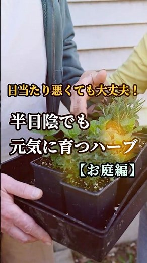 【1分で紹介】半日陰の庭でも丈夫に育つ！おすすめハーブ6選 #ハーブ #ガーデニング