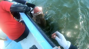 95K views · 1.4K reactions | HANDLINE FISHING FOR MONSTER AMBERJACKS...