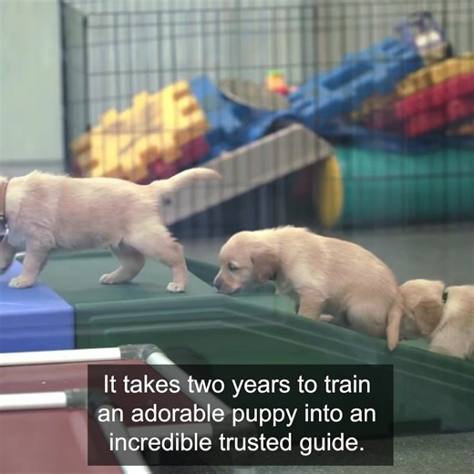 46 reactions · 11 shares | A Seeing Eye Dog can make a life-changing difference for someone like Ollie who is blind. Please sponsor a puppy today and help us train more dogs for people who are waiting. 瑩  | Seeing Eye Dogs | Facebook