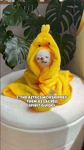 7 Amazing Chihuahua Facts You Need To Know