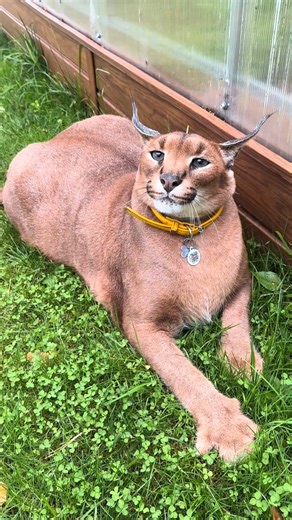 1K views · 46 reactions | PUMBA SMILING ON FLOPPA FRIDAY! Nothing beats that Friday feeling — just ask Pumba! Catch this cutie showing off the biggest smile to kick off the weekend.  #FloppaFriday #PumbaSmiles #HappyCat #FYP #CatContent #WeekendVibes #FunnyPets #CatTok #PetLovers #FeelGoodFriday | Caracalpumba’s Life | Facebook