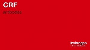 Anti-CRF Antibodies | Invitrogen