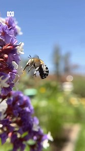10K views · 966 reactions | Have you even seen a blue banded bee up...
