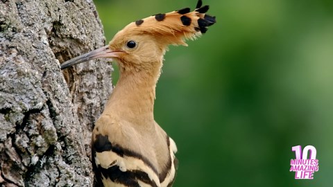 Hoopoe Feeding Its Fledgling at the Nest