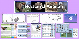 Nocturnal Animals KS1 Resource Pack