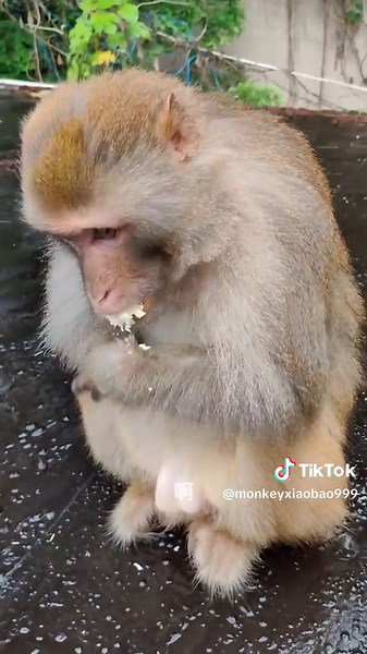 The Amazing Running Ability of an Armless Monkey