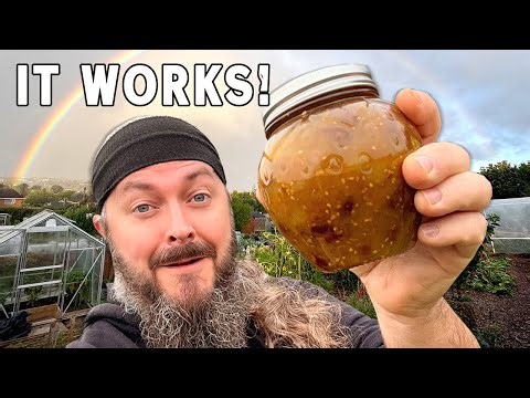 Tomatoes Won't Ripen? No Problem! | Planting Elephant Garlic | Allotment Gardening UK