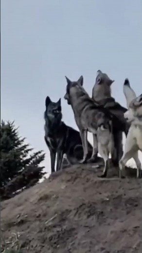 Wolf Hierarchy: Eliminated, Fight, Lead