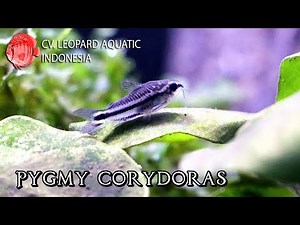 Pygmy Cory. The tiniest bottom dweller for your NANO tank! (Leopard Aquatic A010A)