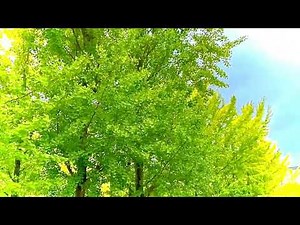 切手のない贈り物〜財津和夫