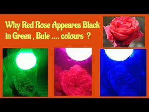 Why Red Rose appeares black in Green light I Colours of object I Vibrant Science I