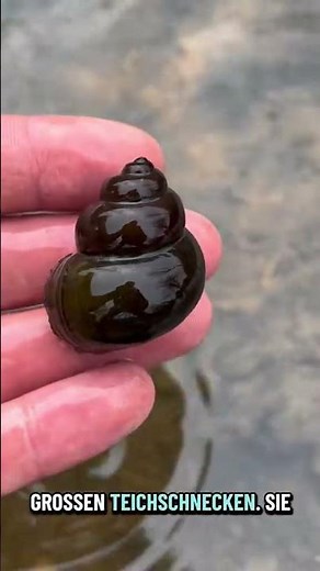 Hol dir Sumpfdeckelschnecken und lass nicht zu, dass Algen deine Wasserqualität im Teich schädigen.