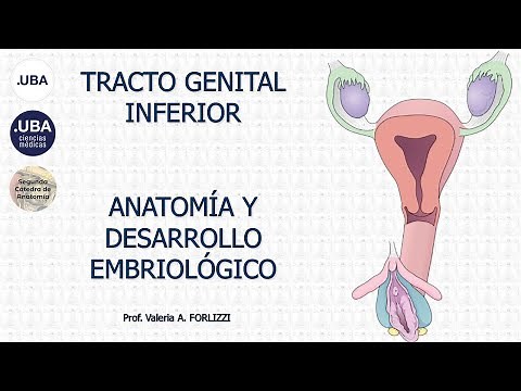 E4.2 | Anatomía y embriología del tracto genital inferior | Anatomía 2 | FMed UBA
