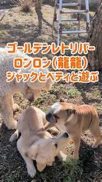 Ronron (RyuRyu) Playing with Jack and Betty