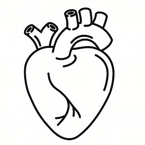Human Heart organ outline icon. Anatomy symbol, Cardiology linear...