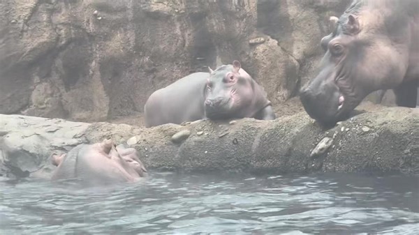 6.6K reactions · 325 shares | Hippo kisses!  Tomorrow is your last chance to enter to win the Ultimate Hippo Getaway! You could win a behind-the-scenes tour to meet the hippos, $1,000 visa gift card, 2-night hotel stay and more! Learn more - https://cincinnatizoo.org/events/fiona-birthday/ | Cincinnati Zoo & Botanical Garden | Facebook