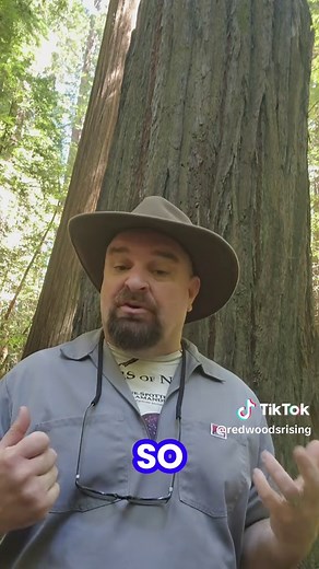 Coast Redwoods: How These Giants Grow and Live
