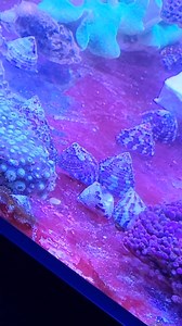 Partie 2 Les coraux, a l'instant installé,notre voyage a été long on sera plus beau demain 😉 | Floraquatic.gilly