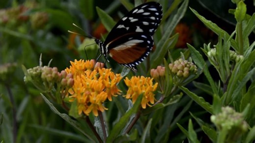 Butterfly, Insect, Nature